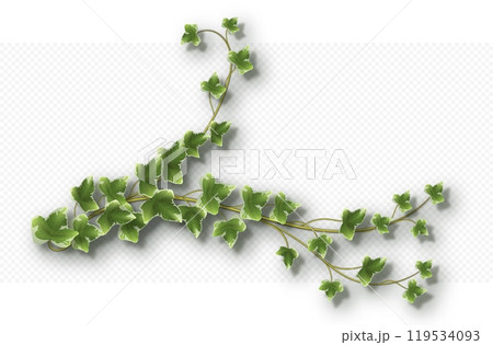 Ivy vine with lush green leaves. Hedera trailing branch Ivy vine with lush green leaves. Hedera trailing branch 119534093