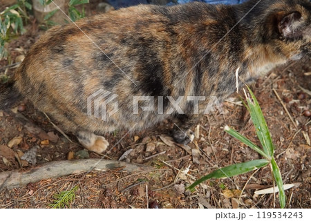 穴が大好きな可愛い子猫 穴が大好きな可愛い子猫 119534243