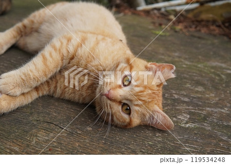 穴が大好きな可愛い子猫 穴が大好きな可愛い子猫 119534248
