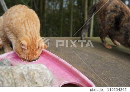 穴が大好きな可愛い子猫 穴が大好きな可愛い子猫 119534265