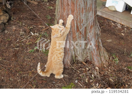 穴が大好きな可愛い子猫 119534281