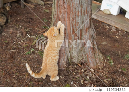 穴が大好きな可愛い子猫 穴が大好きな可愛い子猫 119534283