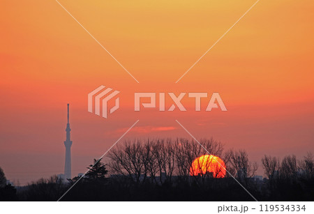 日の出-スカイツリー 日の出-スカイツリー 119534334
