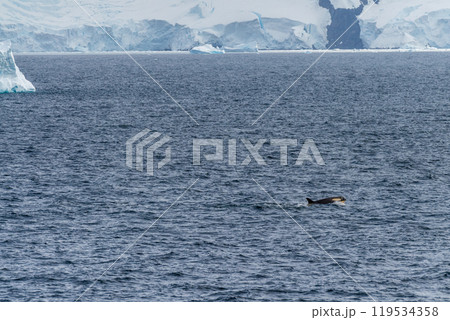 Killer whales in the Antarctic Killer whales in the Antarctic 119534358