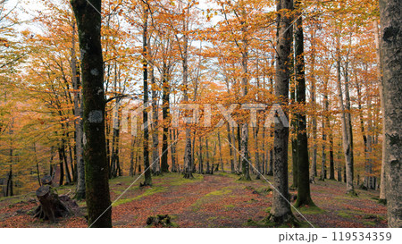 Moving High Near The Trunk Of Autumnal Trees 119534359