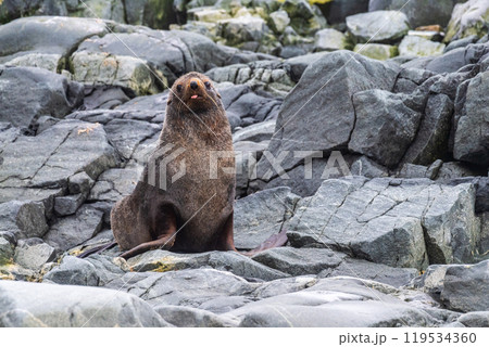 Fur seal on a rock Fur seal on a rock 119534360