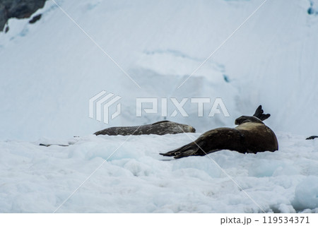 Weddell Seal resting on ice 119534371