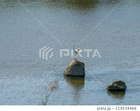 石の上のダイサギ 119534466