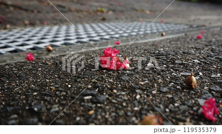道路に落ちている花 道路に落ちている花 119535379