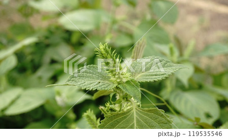 エゴマの蕾 エゴマの蕾 119535546