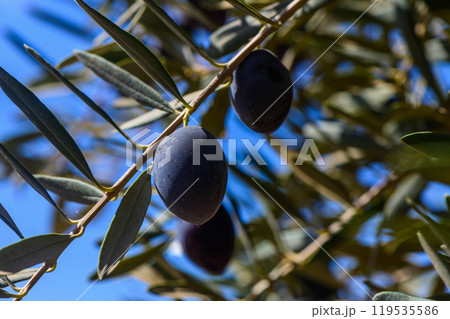 Lush olive tree branch adorned with ripe black olives basking under the bright blue sky in a sunlit grove Lush olive tree branch adorned with ripe black olives basking under the bright blue sky in a sunlit grove 119535586