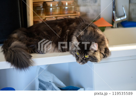 A curious gray cat lounging lazily atop a kitchen countertop while observing its surroundings during a sunny afternoon A curious gray cat lounging lazily atop a kitchen countertop while observing its surroundings during a sunny afternoon 119535589