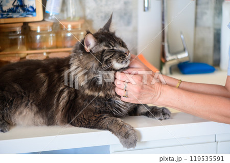 Cozy moments with a gentle Maine Coon cat being lovingly petted in a bright kitchen during a sunny afternoon Cozy moments with a gentle Maine Coon cat being lovingly petted in a bright kitchen during a sunny afternoon 119535591