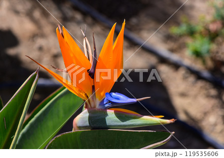 A vibrant orange bird of paradise flower blooming in a sunny garden, surrounded by lush greenery on a clear day 119535606