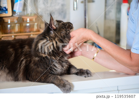 A cozy moment of affection between a person and a fluffy Maine Coon cat in a sunlit kitchen during a warm afternoon 119535607