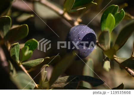 A close-up view of a single dark fruit nestled among delicate green leaves in a sunlit garden, showcasing nature\'s vibrant contrast 119535608