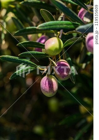 Vibrant olives ripening on the branch in a sunlit Mediterranean grove during late summer 119535609