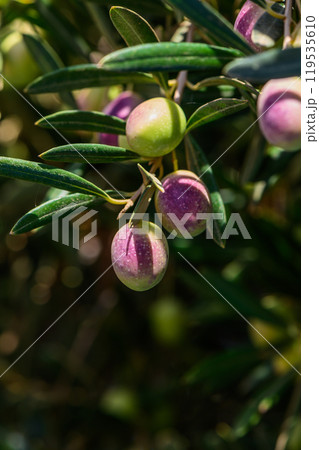 Lush olive trees rich with vibrant green and purple olives basking in the golden sunlight of a late summer afternoon 119535610