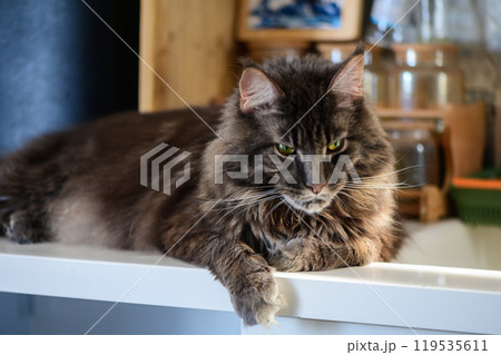 A fluffy Maine Coon cat lounging elegantly on a kitchen counter in a cozy and inviting home setting during morning light 119535611