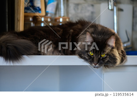 A Maine Coon cat relaxes on a white countertop in a cozy kitchen, basking in the warm afternoon light A Maine Coon cat relaxes on a white countertop in a cozy kitchen, basking in the warm afternoon light 119535614
