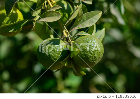 Fresh green oranges hanging on a vibrant tree under bright sunlight in a lush garden during late summer 119535616
