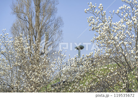 ハクモクレン、聖火台　真駒内公園　札幌市 119535672