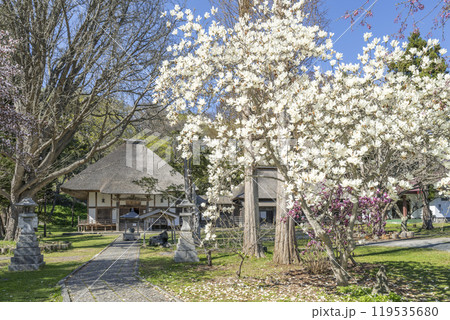 モクレン咲く有珠善光寺　北海道 伊達市 119535680