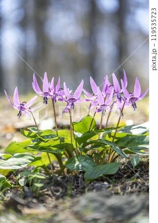 カタクリ　有珠善光寺自然公園　北海道 伊達市 119535723