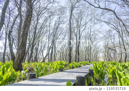 マクンベツ湿原 石狩市 マクンベツ湿原 石狩市 119535728