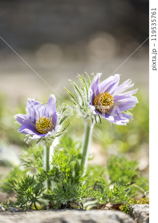 セイヨウオキナグサ 滝野すずらん丘陵公園 札幌市 セイヨウオキナグサ 滝野すずらん丘陵公園 札幌市 119535761