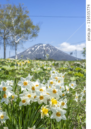 スイセン、羊蹄山 ニセコ町 スイセン、羊蹄山 ニセコ町 119535774