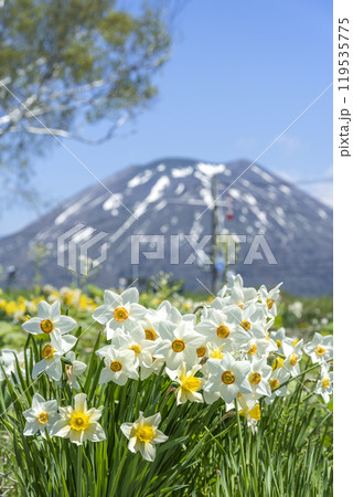スイセン、羊蹄山　ニセコ町 119535775