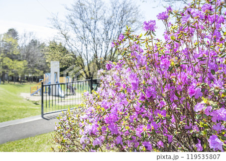 エゾムラサキツツジ 石山緑地 札幌市 エゾムラサキツツジ 石山緑地 札幌市 119535807