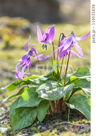 カタクリ　有珠善光寺自然公園　北海道 伊達市 119535839