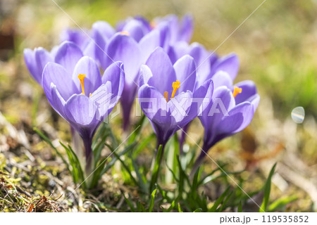 クロッカス　滝野すずらん丘陵公園　札幌市 119535852