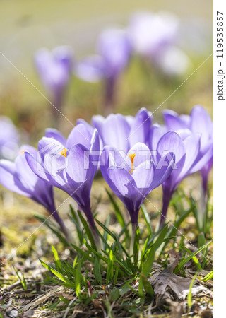 クロッカス　滝野すずらん丘陵公園　札幌市 119535857