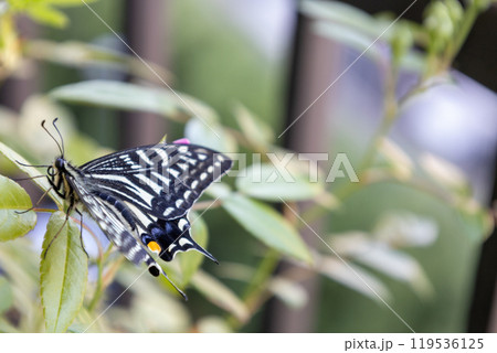 ベランダで育てている薔薇の葉で休む一頭の美しいアゲハ蝶 119536125