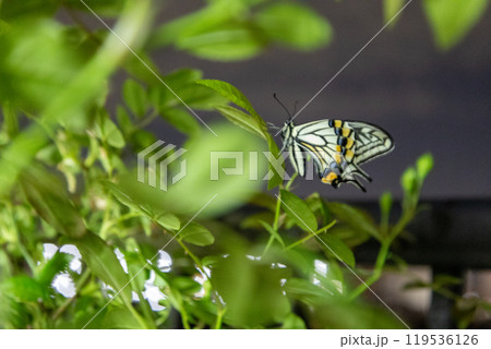 夜 ベランダで育てている薔薇の葉で休む一頭の美しいアゲハ蝶 夜 ベランダで育てている薔薇の葉で休む一頭の美しいアゲハ蝶 119536126