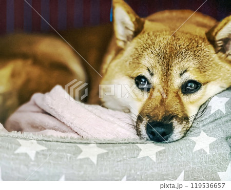 Cute red Shiba inu dog is sleeping on the bed in the bedroom 119536657