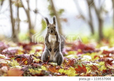 落ち葉の中でたたずむエゾリス 落ち葉の中でたたずむエゾリス 119537066