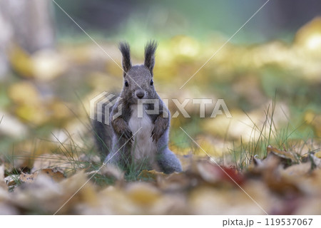 落ち葉の中でたたずむエゾリス 119537067