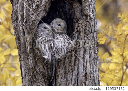 寄り添うエゾフクロウの夫婦 119537182