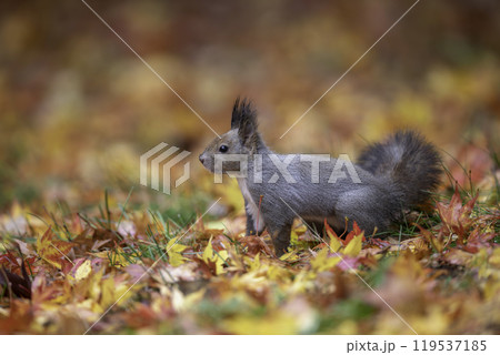 落ち葉の中でたたずむエゾリス 落ち葉の中でたたずむエゾリス 119537185