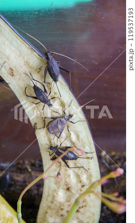 鈴虫の飼育　イメージ｜ナスを食べるスズムシ 119537193