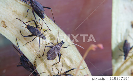 鈴虫の飼育　イメージ｜ナスを食べるスズムシ 119537194