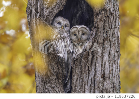 寄り添うエゾフクロウの夫婦の写真素材 [119537226] - PIXTA