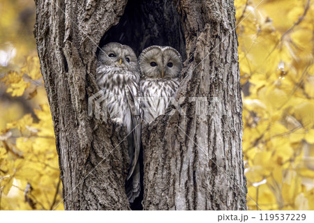 寄り添うエゾフクロウの夫婦 119537229