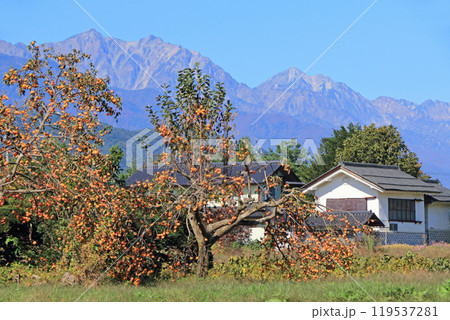 安曇野の秋　柿と北アルプス 119537281
