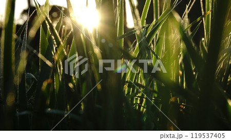 葉っぱと陽射し 葉っぱと陽射し 119537405