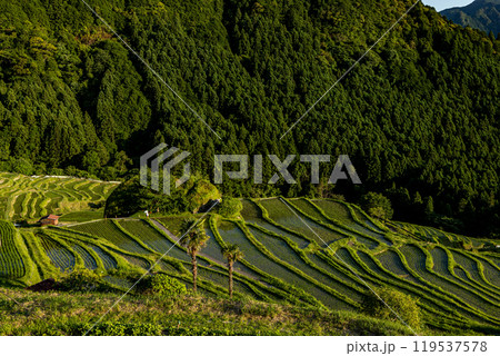 丸山千枚田の日暮れ 丸山千枚田の日暮れ 119537578